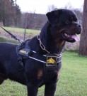 K9®Wolf 3.0 Multi Purpose Harness S thumbnail