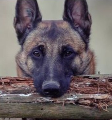 K9 - HUND